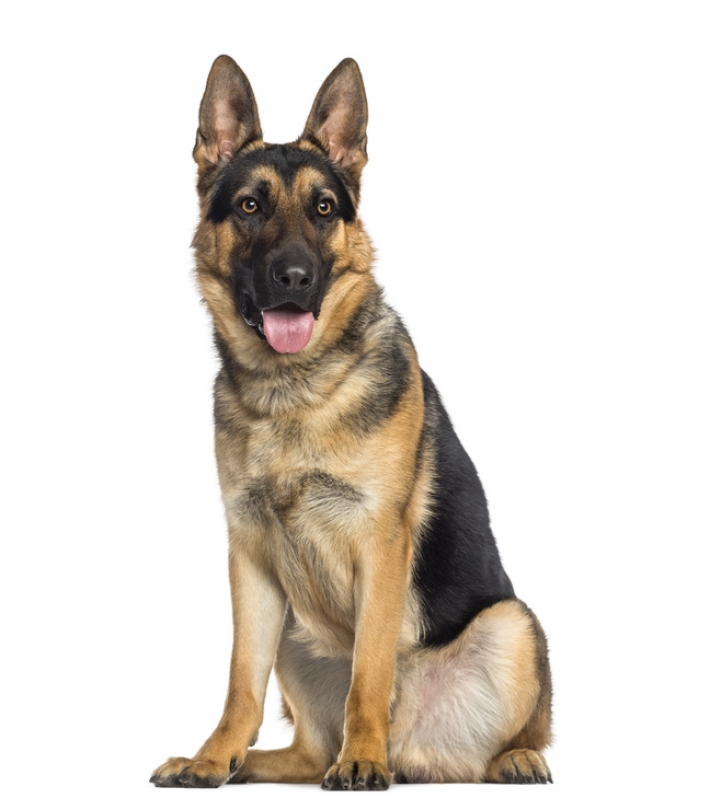 J&rsquo;ai adopté un berger allemand après avoir consulté ce site