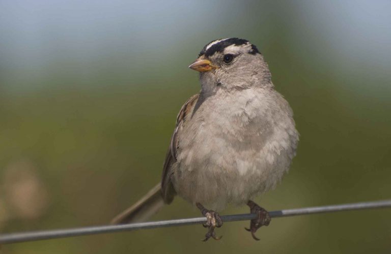 Moineau, un petit oiseau que l&rsquo;on rencontre dans nos villes