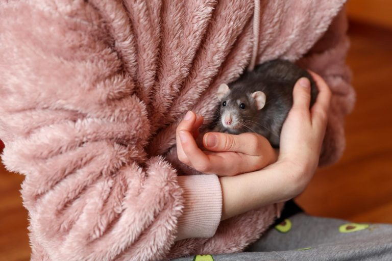 Tout savoir sur les rats domestiques
