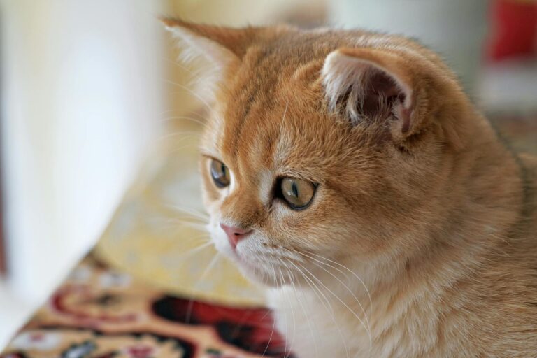 British Shorthair : Tout savoir sur cette race de chat britannique