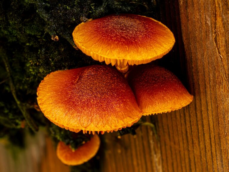 Champignon orange bois mort : Guide identification